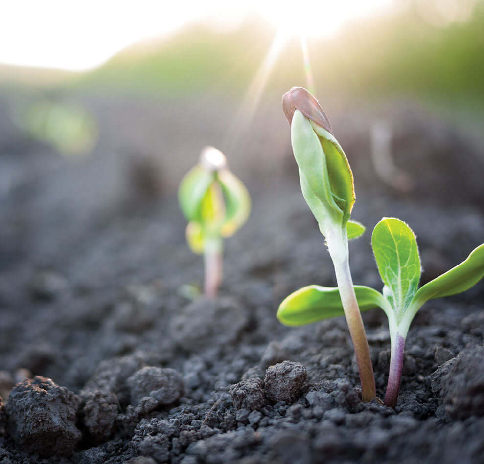 photo of sprouting plant in dark soil with sun in background